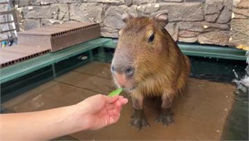 虐待？特寵店「展演動物」超吸睛 挨批環境糟糕回應...