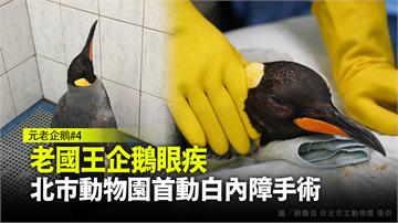 多圖／老國王企鵝眼疾 北市動物園首動白內障手術