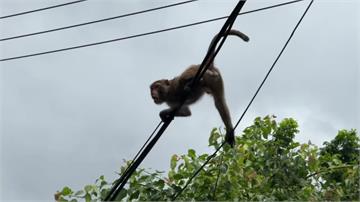 「猩球崛起」現實版？ 高雄仁武街頭獼猴「趴趴走」