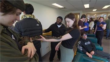 療癒小狗不夠看 加國大學推「摸蛇」紓壓 學生：忘...