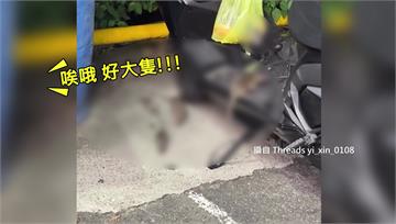 台中太平賣場停車場驚見鼠群搶食麵包 圍攻機車龍頭...
