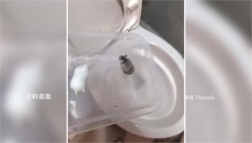 10隻倉鼠沖馬桶 泰女判拘役60天罰20萬