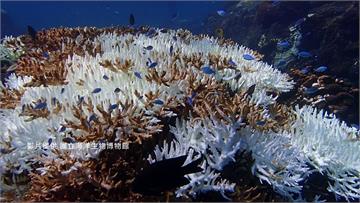 今夏無颱風調節海溫 台灣珊瑚白化20年最嚴重