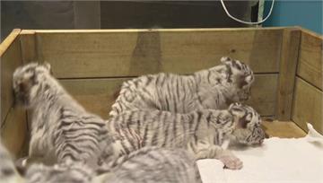 野外幾乎絕跡！　鄭州動物園喜迎白虎6胞胎