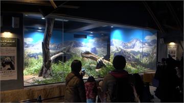 上野動物園貓熊曉曉、蕾蕾明歸還中國 日本民眾不捨...
