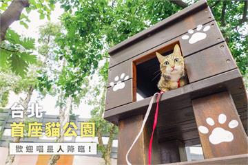 台北市首座「貓公園」落成 遭貓奴批「貓不適合遛」