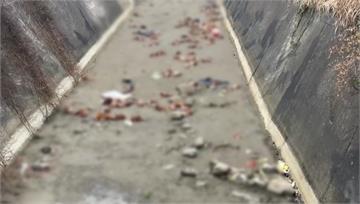 苗栗後龍鎮大排溝渠內「上百隻死亡雞隻」 農業處將...