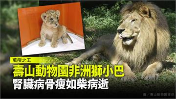 壽山動物園非洲獅「小巴」  腎臟病骨瘦如柴病逝