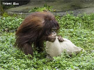 北市動物園紅毛猩猩「妞莉」長大了 赴新加坡尋愛