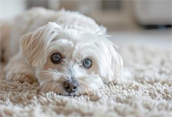 家庭二手菸危害不只人！ 近3成青少年與毛小孩也受...