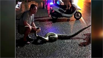 馬路上有蛇！ 騎士輾3米長大蟒蛇慘摔