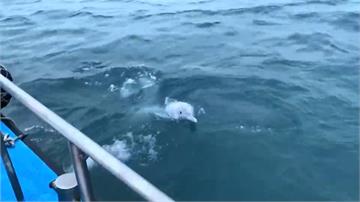 「媽祖」誕辰將近 白海豚驚喜現身嘉義縣海域