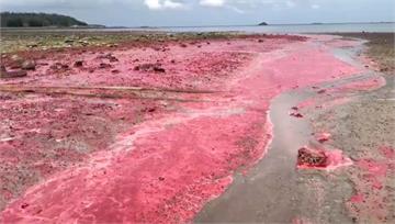 澎湖一年一度「粉紅海」奇景來了！ 珊瑚產卵場面壯觀超吸睛