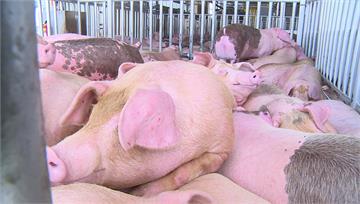 環保設施、飼料成本高！今年「養豬場、毛豬在養量」...