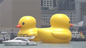 黃色小鴨睽違10年再訪香港 一次兩隻「好事成雙」