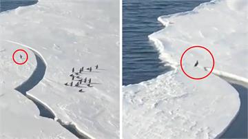冰層突裂開！落單企鵝邁小短腿狂奔 跌倒後「驚險一...
