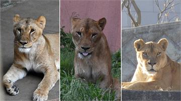 日本太熱了... 多摩動物公園3隻獅子「疑中暑」...