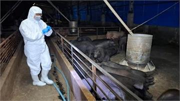 台中養豬場疑爆發非洲豬瘟 中檢主動剪報分案調查