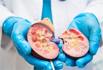 護腎新策略！掌握「護腎8招」與定期健檢，遠離慢性...
