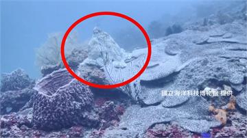 基隆潮境海灣有嬌客 「藍蛸章魚」礁石區亮相