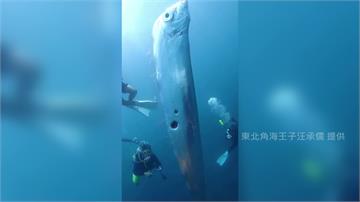 罕見！東北角淺海「地震魚」現身 目測超過2公尺