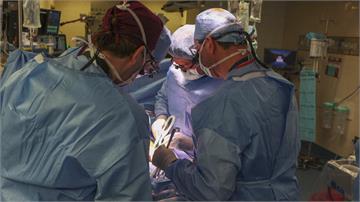 創下全球首例！ 美國62歲男成功移植「豬腎」