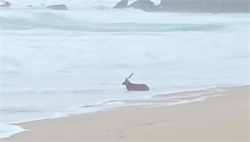 梅花鹿「疑遭流浪狗咬傷」困南灣險捲入海 墾管處深...