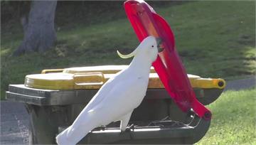 模仿力超強！ 澳洲鳳頭鸚鵡學同類掀垃圾桶覓食