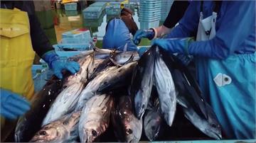 日本山葵產量銳減  竟讓鰹魚變肥美？