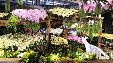 國際蘭展綻放館4亮點必逛！ 揭臺灣災後生命進化旅...