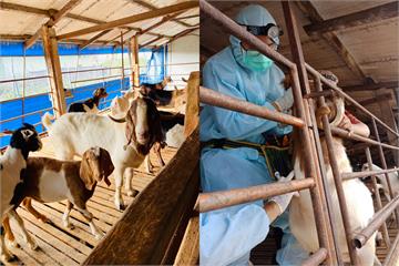 屏東乳羊場驗出「人畜共通傳染病」布氏桿菌　依程序...