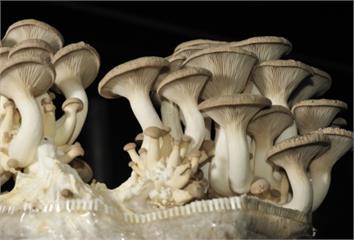 蘑菇護腦又顧骨！研究揭示每週吃2次助降失智風險