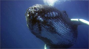 反對「地震探勘爆破」 環團：鯨魚恐失聽力或致命