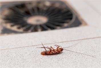不用殺蟲劑也能抓蟑螂！達人用「剩啤酒」實測 一晚...