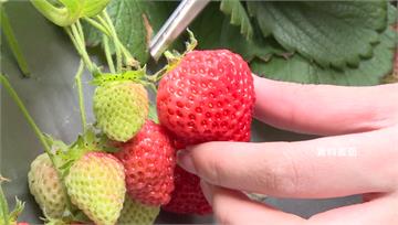 日本草莓農藥頻超標「銷毀800多公斤」 傳牽涉層...