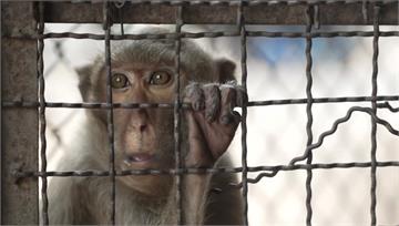 泰國「猴城」淪鬼城！ 猴群擾民政府出手處置