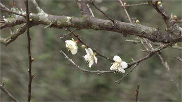 失望！梅山公園梅花仍「含苞」 估下旬盛開