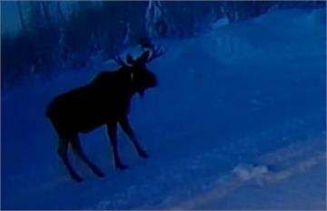 耶誕前夕駝鹿登門造訪 抖一下「角掉下來」畫面曝光