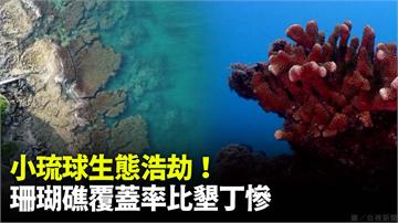 小琉球生態浩劫！ 珊瑚礁覆蓋率比墾丁慘