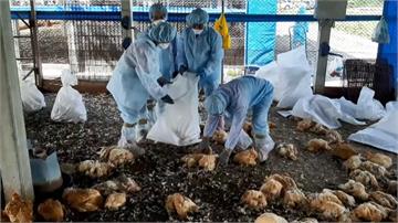 彰化土雞場爆H5N2禽流感 撲殺逾1.2萬隻土雞