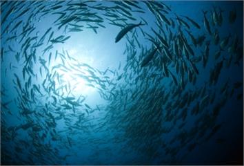 解決營養不良問題海中生物營養多　營養界掀起「藍色...