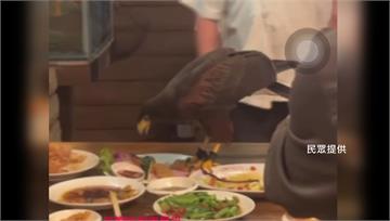 驚！蝦料理太香　老鷹飛來搶食桌菜