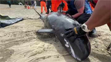 屏東海口沙灘小虎鯨集體擱淺 4隻死亡、7隻搶救中