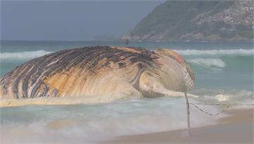 大翅鯨接連「神秘死亡」 專家憂海洋環境惡化