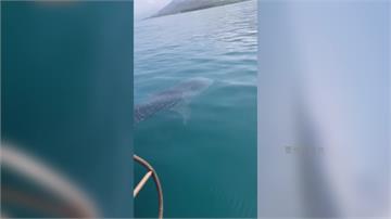 屏東養殖業者出海餵食 巧遇「海中溫柔巨人」鯨鯊