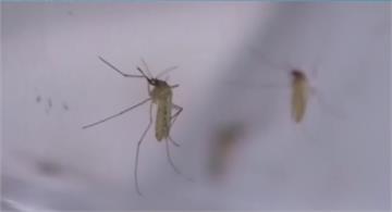 防治瘧疾新突破！ 「TC1細菌」能消滅寄生蟲卵