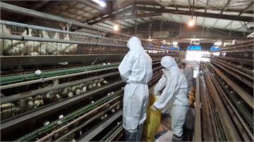 嘉義縣3處養雞場爆禽流感 緊急撲殺12.9萬隻雞