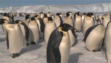 暖化衝擊皇帝企鵝！ 上萬雛鳥恐死於海冰破裂