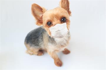 全球首例！香港寵物犬武漢肺炎呈弱陽性