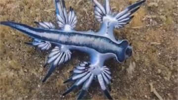 7隻大西洋海神海蛞蝓現蹤基隆潮間帶　專家：千萬別...